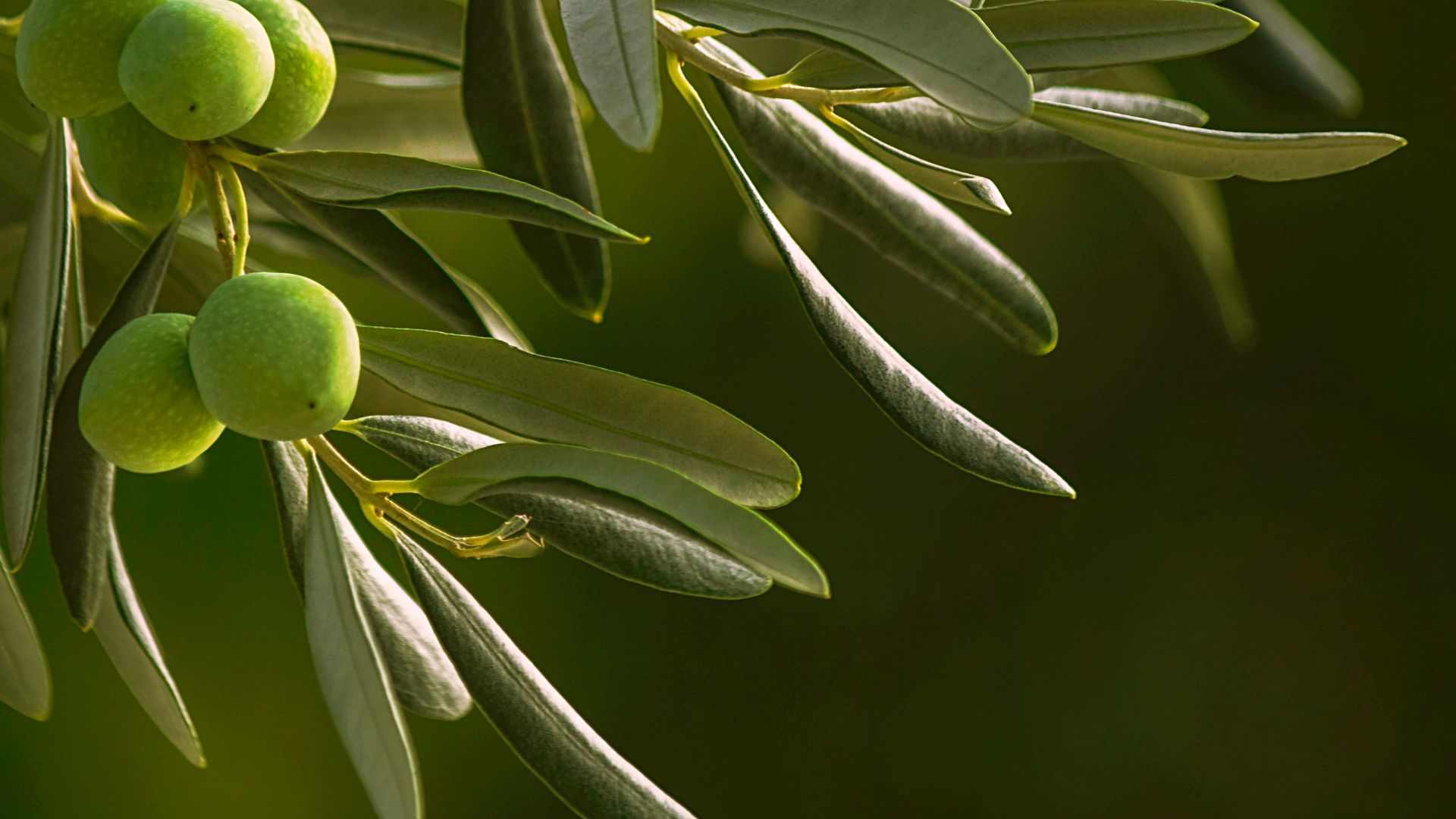 Olio d'oliva