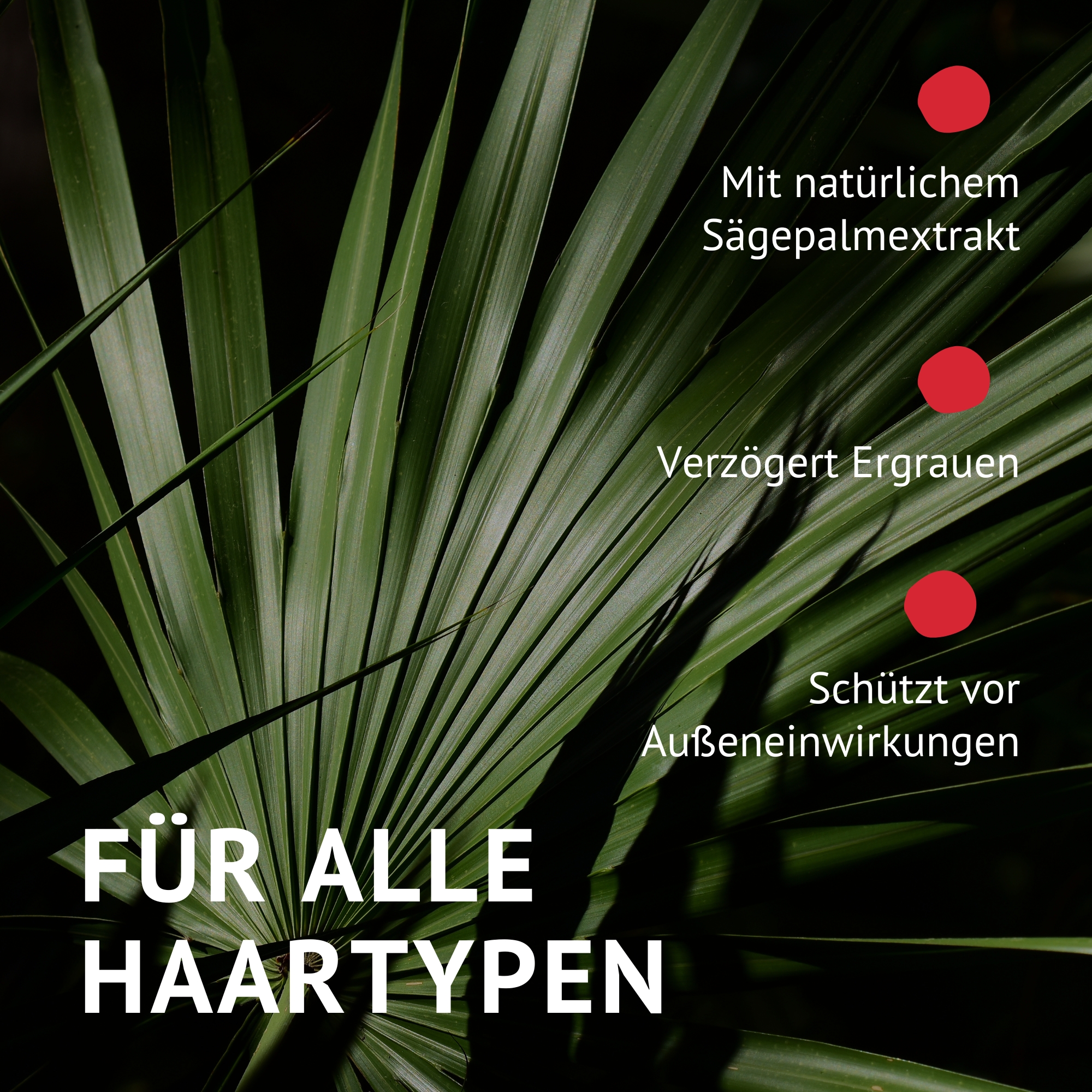 Sawpoo Shampoo mit Sägepalmextrakt