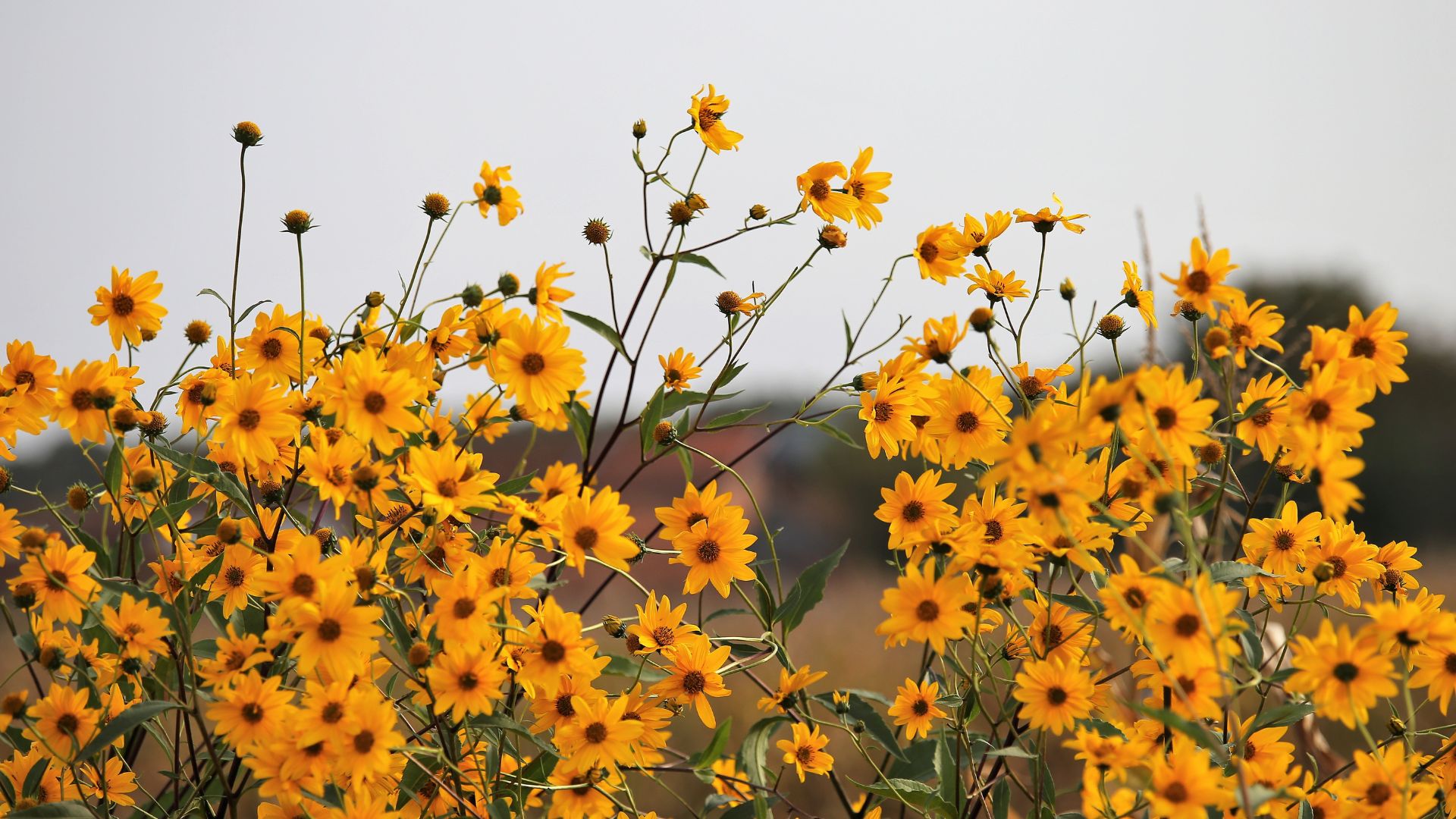 Arnica