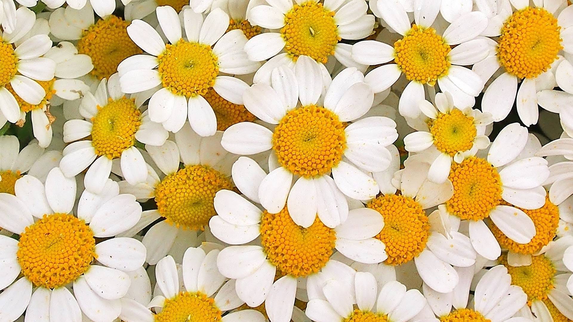 Chamomile