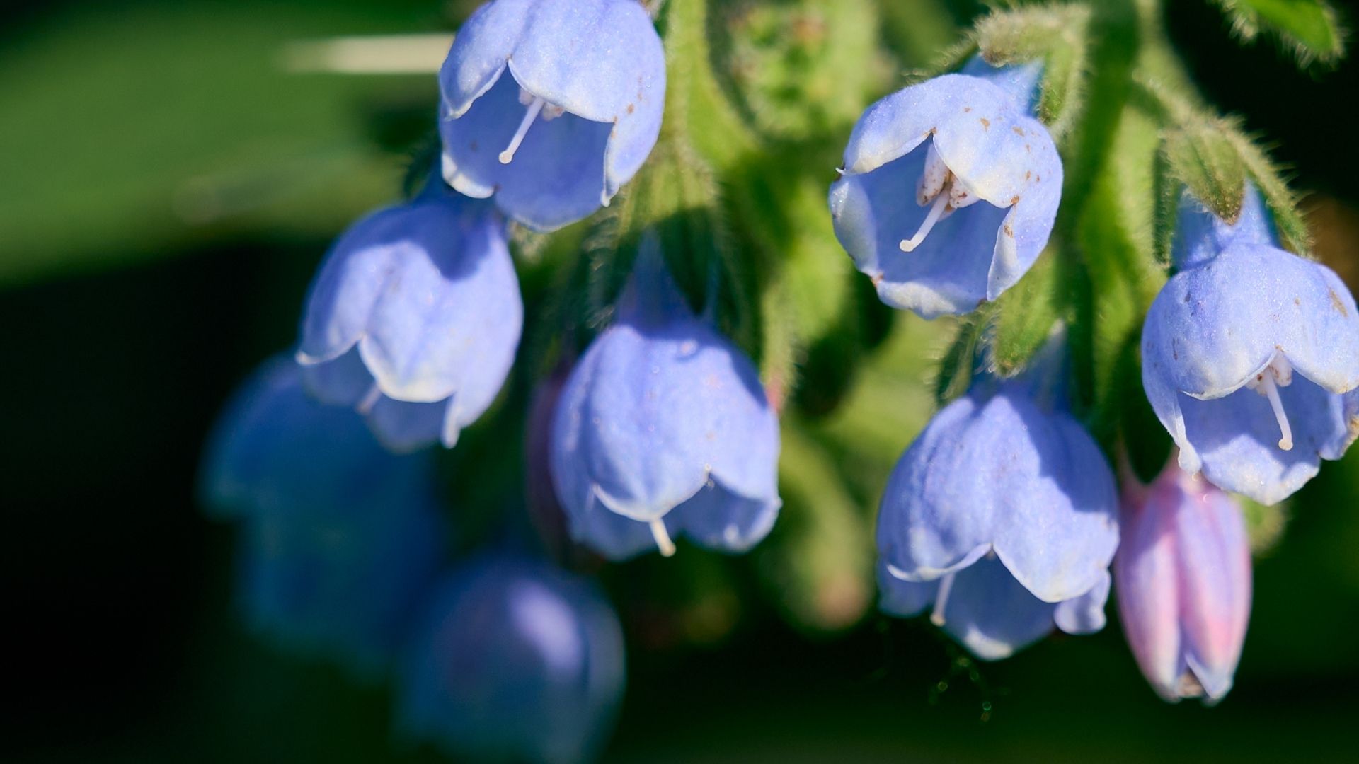 Allantoin