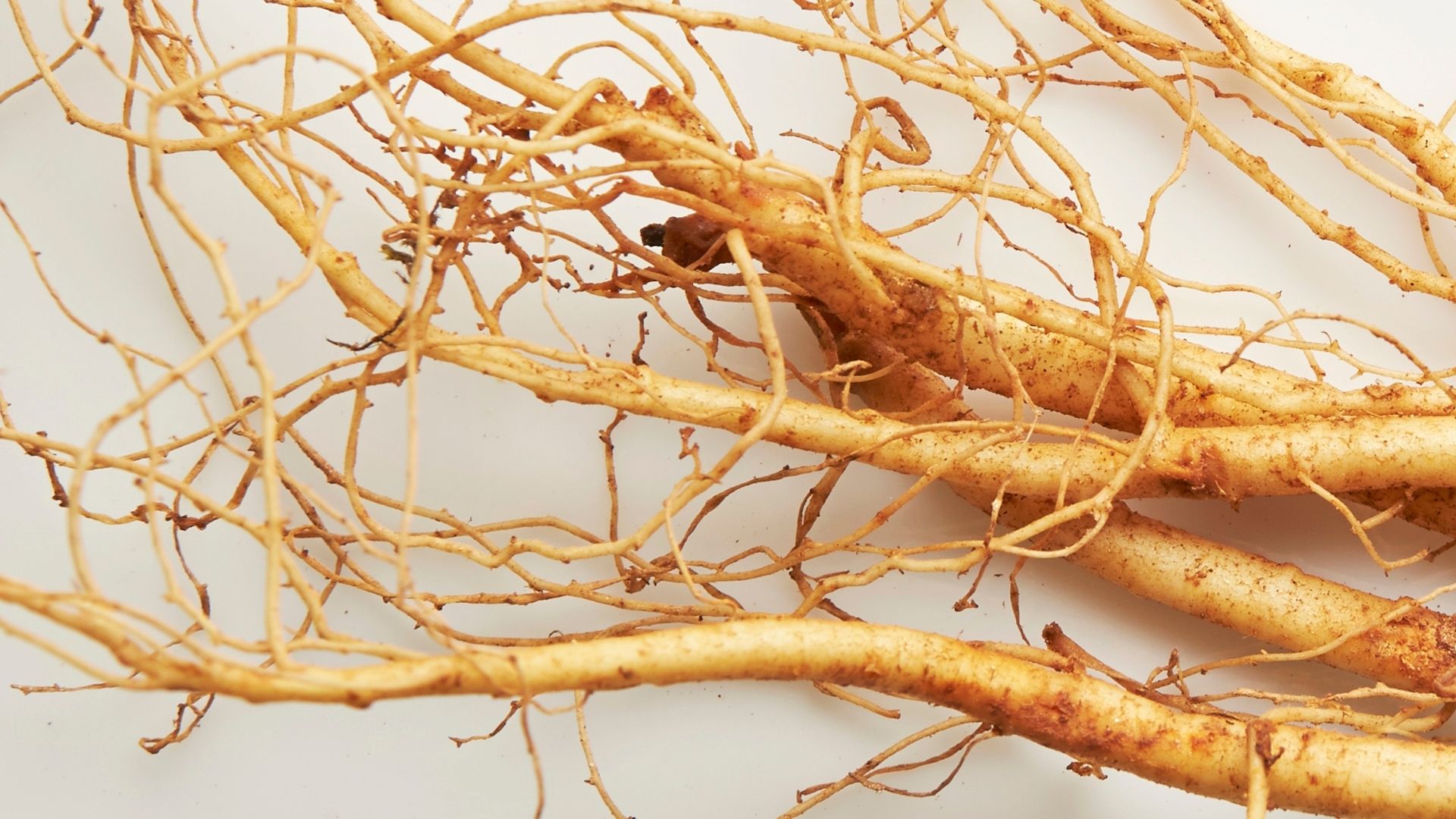 Panax ginseng